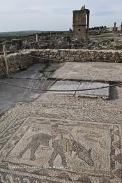 Image du Maroc Professionnelle de  Une mosaïque représentant une scène de la mythologie grecque dans les ruines de Volubilis,  l'un des sites les mieux préservés au Maroc et le plus visité. Il se situe à proximité de Moulay Idriss Zerhoun à une trentaine de km au nord-ouest de Meknès, photo prise le jeudi 8 Mars 2012. Volubilis ville antique berbère Walili (Lauriers rose) qui date du 3e siècle avant J.-C. capitale du royaume de Maurétanie fondé comme seconde capital sous le règne de Juba II. (Photo / Abdeljalil Bounhar)
